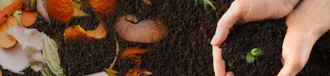 Banner Web (Ruta Orgánica)